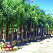 Instant quality mature healthy palm trees for sale, we deliver and plant anywhere in south africa, property developers and landscapers we have what you are looking for. Piru Queen Palm Palm Tree Palm Paradise Nursery