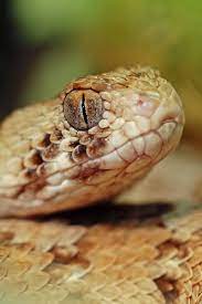 fast venomous flesh destroying snake