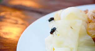 mouches dans la maison pourquoi il y