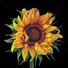 sunflower black background summertime