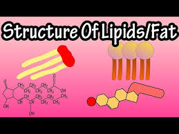 fats triglycerides phospholipids