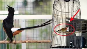Apakah burung peliharaan anda sedang sakit? Ada Burung Dalam Sangkar Di Rumah Anda Ternyata Ini Hukumnya Memelihara Burung Dalam Islam Tribun Sumsel