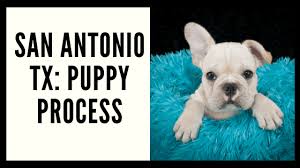 They are loved from birth and are socialized and happy meet these handsome, outgoing, friendly french bulldog puppies. Itsy Bitsy Frenchies Author At French Bulldog Texas