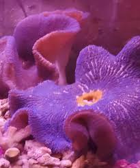 anemones jireh marine aquariums