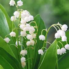 Muguet, a character in the movie how much do you love me? Muguet Essential Oil 100 Pure Natural Manufacture Suppliers
