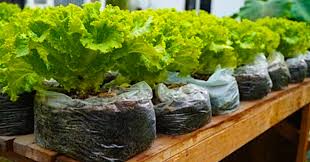 how to grow salad in plastic bags