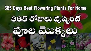 365 Days Best Flowering Plants In India