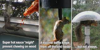 Squirrels, whether they are gray squirrels or flying squirrels love to get into attics to make their home. How To Keep Squirrels Away From Your House If A Squirrel Happens To Chew On Your Home Call United Construction Soluti Bird Feeders Squirrel Squirrel Baffle
