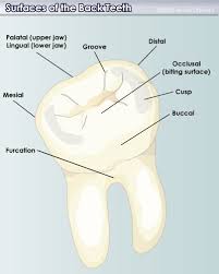 Types Of Teeth Howstuffworks