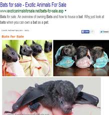Last but not least, pets give you and your home security. Pet Bats For Sale Near Me Pet S Gallery