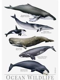 Chart Of Various Whale Species Wildlife Nature Whale