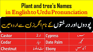 urdu unciation trees names