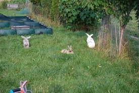Manche kaninchen können sich da sehr gut behaupten. Gartenfreilauf