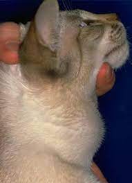 hypokalemia in cats felis vetlexicon
