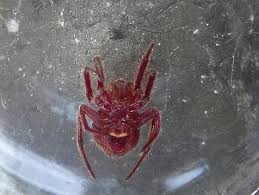 Check spelling or type a new query. Florida Orbweaver Red Spider Eriophora Ravilla Bugguide Net