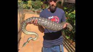 australia snake s swollen belly