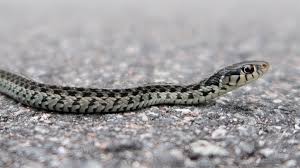 From a distance, it is very easy to. Common Gartersnake Florida Snake Id Guide