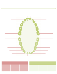 Standard Baby Teeth Chart Free Download