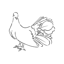 Realistyczne Ręcznie Rysowane Gołąb Gołąb Rasowy Ptak Wektor Szkic |  Premium Wektor