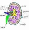 The nephron is the functional unit of the kidney, with each nephron being comprised of the following components: 1