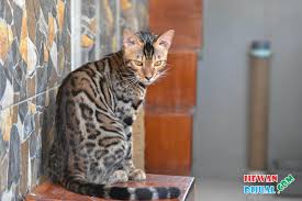 Kucing bengal sendiri merupakan kucing yang masuk dalam jenis kucing. Dijual Kucing Bengal Murah Terpercaya Hewandijual Com