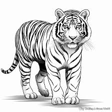 siberian tiger coloring pages free