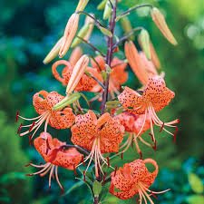the tiger lily tiger lily bulbs for