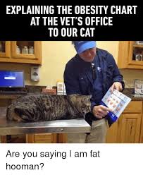 Explaining The Obesity Chart At The Vets Office To Our Cat
