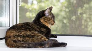Cat Proof Window Screens How To Enjoy