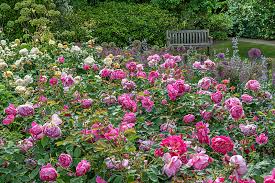 Jay Robin S Rose Garden Borde Hill