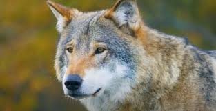 wolf names cool aggressive wolf name