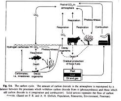 The Process Of Carbon Cycle With Diagram