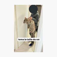 Tema the size of the rat I Meme Fr" Poster for Sale by Axecles | Redbubble