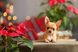 Piante di Natale tossiche per cani e gatti - Amici di Casa
