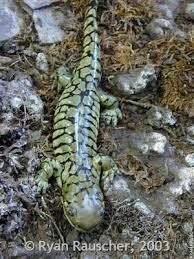 Western Tiger Salamander Montana Field Guide