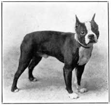 The Project Gutenberg Ebook Of The Boston Terrier And All