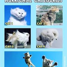 I am a good singer that has the personal style of hawaiian shirts, watermelon, and cats. A Little Storm Humor Hurricanelane Hurricane Catlovers Hawaiianhirricane Dahawaiianstore Cat Lovers Hawaiian Animals