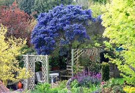 Ornamental Trees With Blue Flowers