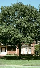Best Shade Trees For Texas Neil