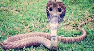 the king cobra ophiophagus hannah 27