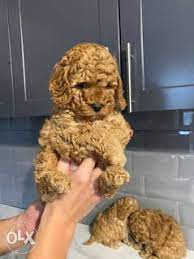 egypt toy poodle puppy with pedigree