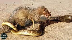 Best of king cobra-vs-mongoose - Free Watch Download - Todaypk