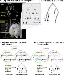 cell lineage concepts a multicellular