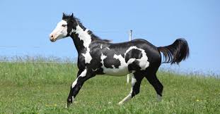 26 Common Horse Colors Markings