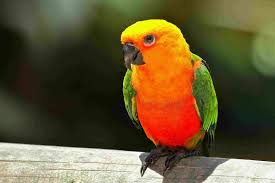 Interesting Facts About Sun Conures