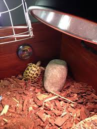 pebbles the russian tortoise climbs it