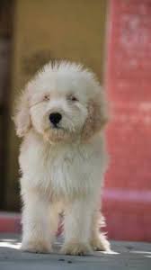 labradoodle puppies in india
