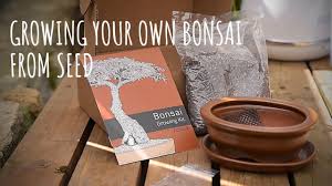 Bonsai is miniaturized potted plants and trees for aesthetic appreciation and are an art form unique to japan. Japanese Black Pine Bonsai Growing Kit Youtube