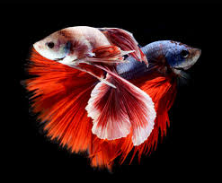 betta siamese fighting fish colorful