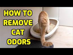 how to stop your house smelling of cats